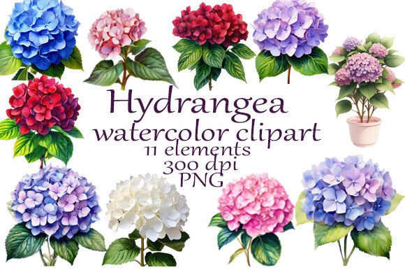 Hydrangea Watercolor Clipart PNG: A Versatile Design Asset
